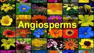 Angiosperms Flowering Plants [upl. by Etra166]