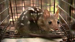 Saving the northern quoll from cane toads [upl. by Oijimer462]