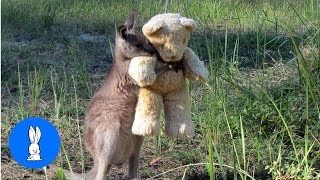 Baby Kangaroos amp Joeys  CUTEST Compilation [upl. by Craggie]