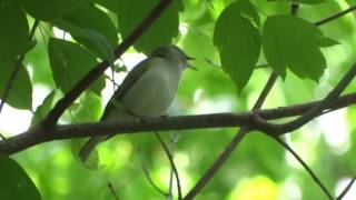 RedEyed Vireo Song [upl. by Willetta636]