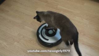 Cat shows HOW TO use iRobot Roomba Vacuum [upl. by Udele]