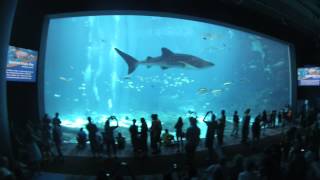 Georgia Aquarium Virtual Tour 1080p HD [upl. by Leiva]