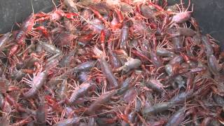 Grown on the Bayou  Southeast Texas Crawfish [upl. by Brost]