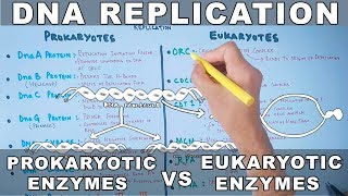 DNA Replication  Prokaryotic vs Eukaryotic Enzymes [upl. by Elleinwad904]