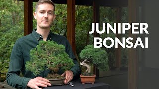 Juniper Bonsai tree care [upl. by Adianez]