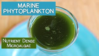 Marine Phytoplankton A Nutrient Dense Microalgae [upl. by Nobile]