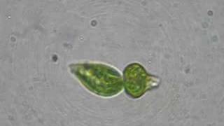 Binary fission Euglena [upl. by Inaflahk]