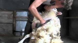 how to blade shear a sheep [upl. by Nosduj]