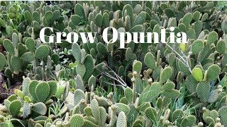 Grow Opuntia From Cutting  Prickly Pear Cactus [upl. by Dyoll]