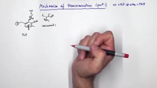 PLP Pyridoxal Phosphate Reactions [upl. by Acinhoj]