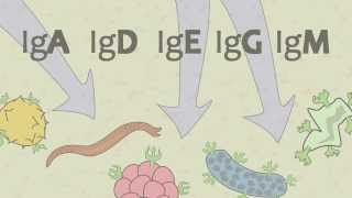 Video 15 Ig Antibodies and Immunoglobulin Function [upl. by Venice]