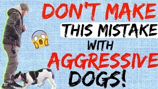 My Dog is Aggressive What do I do  How to Handle Aggressive Dog Behavior [upl. by Cece]