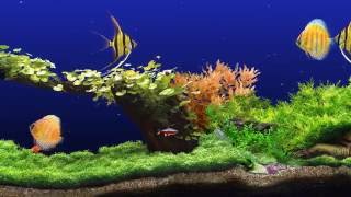 ★ Freshwater Aquarium ★ UHD Screensaver ★ 3 FishTanks ★ 60fps ★ [upl. by Adalard]