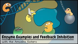 Enzyme Examples CofactorsCoenzymes Inhibitors and Feedback Inhibition [upl. by Llessur]