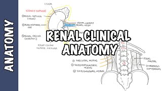 Introduction Focused Renal Ultrasound Examination [upl. by Nnaira]