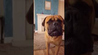 Bullmastiff barking [upl. by Devitt]