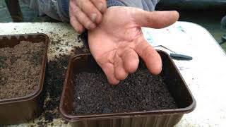 How to grow antirrhinum snap dragons from seed in a pot with drainage holes [upl. by Norean]