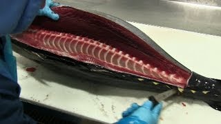 How to Fillet Tuna [upl. by Assil]