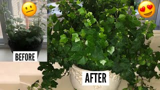 English Ivy Plant Care  Hedera Helix Vines  Ivy Houseplants [upl. by Bobbye]