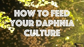 How To Feed Your Daphnia Culture [upl. by Arehsat]