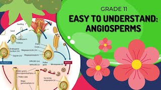 Angiosperms [upl. by Justine410]