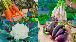 What To Sow In February Month  February Vegetables [upl. by Akyeluz640]