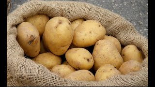 Tips to Be a Successful Potato Farmer [upl. by Ibba274]