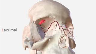 Ophthalmic Artery  Anatomy Branches amp Relations [upl. by Clotilde495]