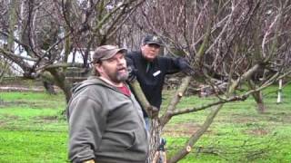 Apricot Pruning [upl. by Turino429]