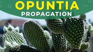 How to grow Opuntia cactus  Prickly pear from seeds [upl. by Ennovi931]