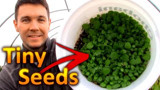 How to Grow PETUNIAS from SEEDS Part 1 Collecting and Germinating Petunia Seeds [upl. by Bautista]