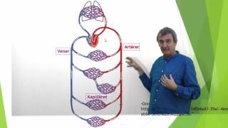 Cardiovascular System Location of the heart [upl. by Juakn]