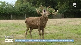 ANIMAUX amp NATURE  En IndreetLoire les animaux de la forêt ont leur domaine [upl. by Malinde]