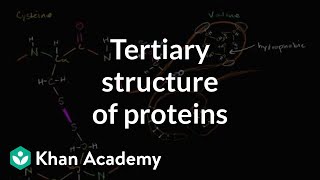 Tertiary structure of proteins  Macromolecules  Biology  Khan Academy [upl. by Ahsinnod]