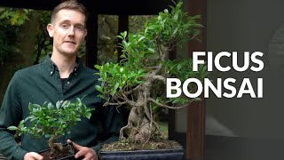 Ficus Bonsai tree care [upl. by Aynotak]