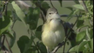 A Bells Vireo sings from a perch [upl. by Elleinwad]