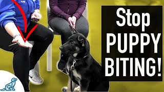 4 SIMPLE Exercises That You Can Do To STOP Puppy Biting [upl. by Arney]