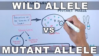 Wild Allele and Mutant Allele [upl. by Farley]