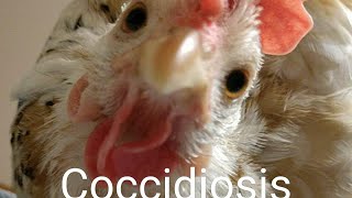 Coccidiosis In Chickens [upl. by Lomax]