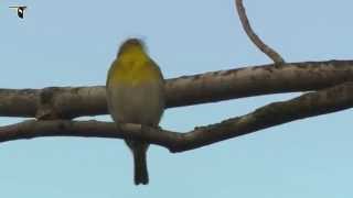 Yellowthroated Vireo [upl. by Ohce]