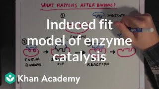 Induced fit model of enzyme catalysis  Chemical Processes  MCAT  Khan Academy [upl. by Lathan]