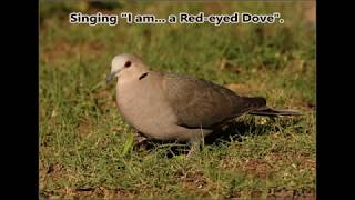 Redeyed Dove call [upl. by Ramas]