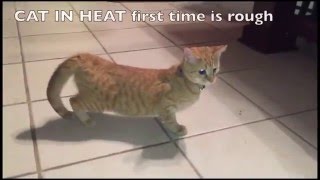 Cat First Heat Cycle  HELP [upl. by Harwin]