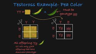 Testcross Explained [upl. by Ranice]