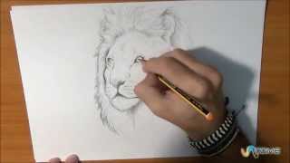 Come disegnare un leone vero [upl. by Narod961]