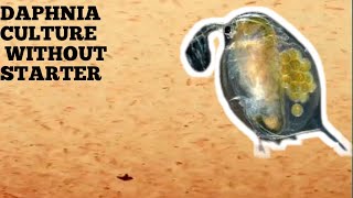 HOW TO CULTURE DAPHNIA NATURALLY WITHOUT A STARTER [upl. by Macur]