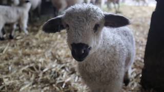 First Swiss Valais Blacknose Sheep in the USA [upl. by Halimeda199]