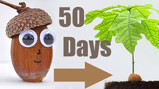 🌳Oak Tree from 🌰Acorn 50 Days TimeLapse [upl. by Rist]