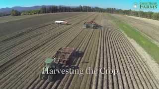 The Life Of A Potato At Green Thumb Farms [upl. by Yleen741]