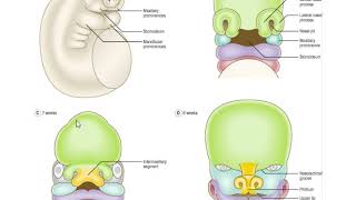 development of Face Nose amppalate [upl. by Kele]